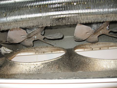 cold-room-evaporator-before